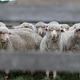 Image for article titled 60,000 sheep hanging out in Australian feed lot after feds revoked baaaad exporter’s license
